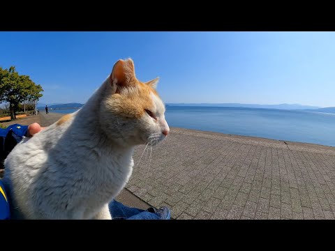 海辺の公園で見掛けた野良猫を撫でると懐いてきて膝の上で寛ぎだした(YouTube)