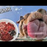 肉を舐めるピットブルを真下から撮影したら可愛すぎたw【ASMR】(YouTube)