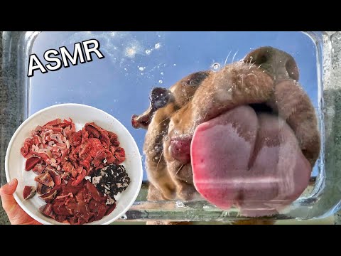 肉を舐めるピットブルを真下から撮影したら可愛すぎたw【ASMR】(YouTube)