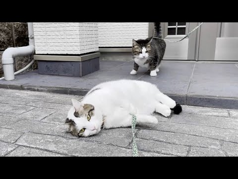 先輩風を吹かす猫(YouTube)