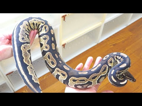 メスのボールパイソンの成長速度が凄まじすぎる(YouTube)