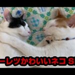 【猫動画】モーレツかわいいネコSP〜にゃんともパレード〜#132(YouTube)