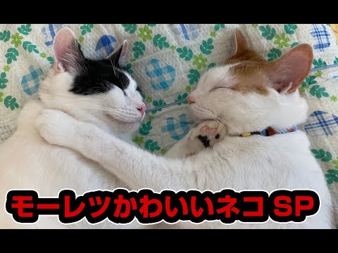 【猫動画】モーレツかわいいネコSP〜にゃんともパレード〜#132(YouTube)