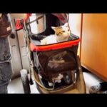 暖かったのでカートで猫と散歩に行こうと思ったらw(YouTube)