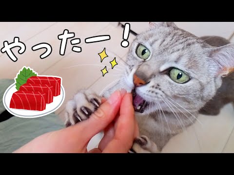 月1のマグロが嬉しすぎて喋るようになったマロちゃん！(YouTube)