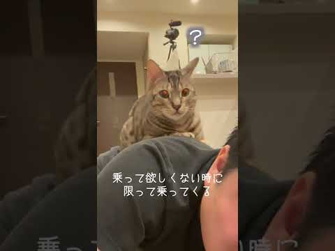 猫って変な体勢の時に乗ってくるの何で？#shorts(YouTube)