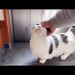 お父さんの帰宅を察知してお出迎えできる猫(YouTube)