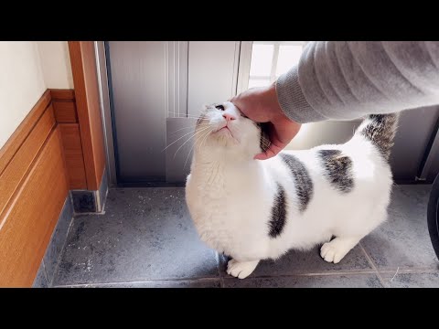 お父さんの帰宅を察知してお出迎えできる猫(YouTube)