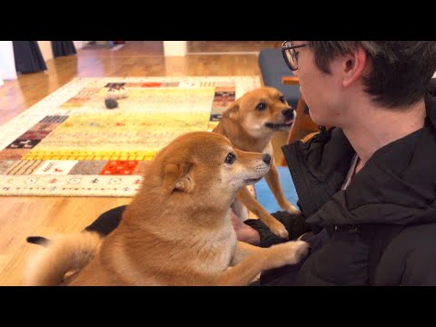 柴犬に人気すぎる弟、やっぱり破壊力がとんでもなかった。(YouTube)