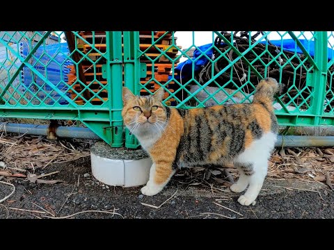 港の公園を歩き回る三毛猫がカワイイ(YouTube)
