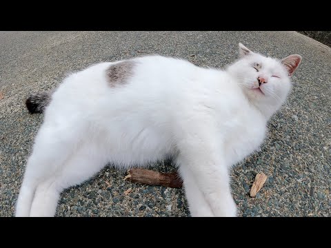 マロみたいな猫をモフっていると気持ち良さそうに眠ってしまった(YouTube)