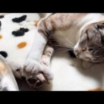 柴犬と一緒にお昼寝は順番待ち♥入れ替わるニャンズ♪(YouTube)