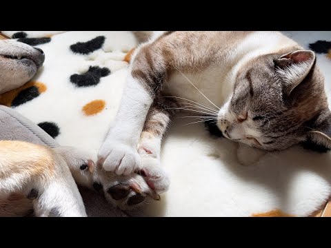 柴犬と一緒にお昼寝は順番待ち♥入れ替わるニャンズ♪(YouTube)