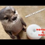朝ごはんの時に見せるカワウソの意外な行動がいじらしい　Otters Show Their Unique Personalities(YouTube)