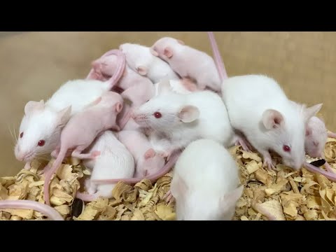 妻が密かに増やしているネズミの大繁殖が始まりました(YouTube)