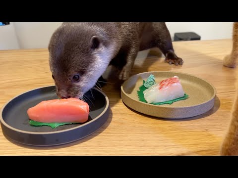 本物そっくりすぎる食品サンプルに疑惑を隠せないカワウソ猫 Otter and cat can’t hide their suspicions about food samples(YouTube)