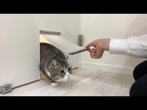初めて部屋に猫ドアを取りつけたら猫の反応がかわいすぎましたw(YouTube)