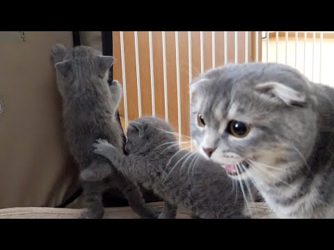 The mother cat scolds the kitten over the wall, but it is due to her deep affection(YouTube)