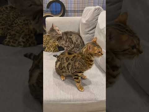 どちらが強者なのかイマイチわからない猫達#shorts(YouTube)