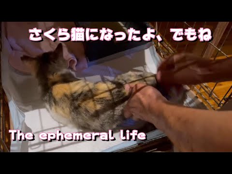 さくら猫になったけど The ephemeral life that retuurned to the sky(YouTube)