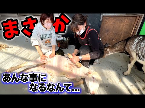 羊の爪切りでウールにある重大な事実が発覚しました・・・(YouTube)