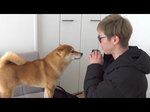 この男に会えると知った時、柴犬のワクワク感が凄すぎた。(YouTube)