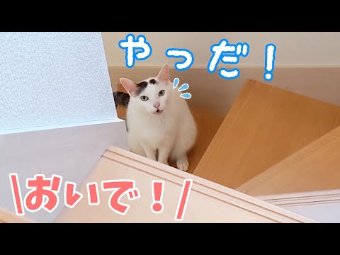 お喋り猫チロさんを呼んだら「やだ」と拒否されました…！(YouTube)