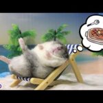 野生の本能を捨てたハムスターの末路…(YouTube)