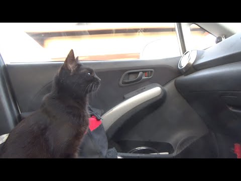 助手席に乗って病院へお供したがる猫(YouTube)