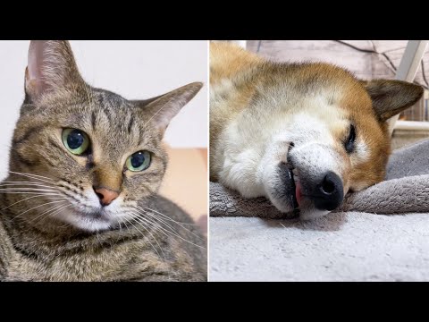 おはようと挨拶する猫と起きてこない柴犬(笑)(YouTube)