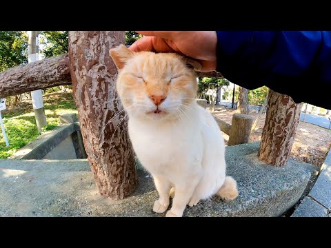 公園でよく喋る野良猫に出会った(YouTube)