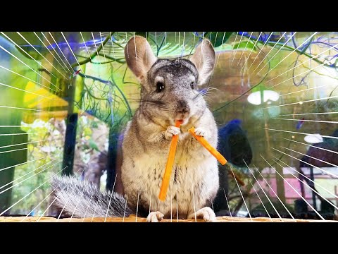 エサを両手に持って必死に食べるチンチラが可愛すぎるのだが(YouTube)