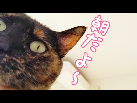 朝はこうやって猫たちに起こされます(YouTube)