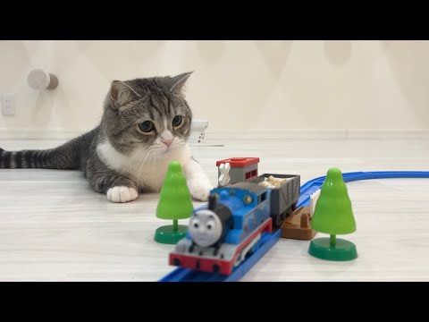 トーマスがおやつを運んでたときの猫の反応がかわいすぎましたw(YouTube)