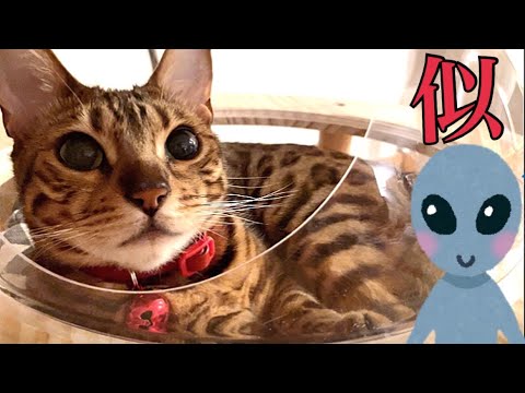 まだ寝たくない猫が宇宙船から出てきません(YouTube)