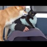 子猫さん再度病院へ、その時柴犬の瞳が優しすぎた。(YouTube)