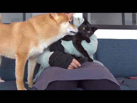 子猫さん再度病院へ、その時柴犬の瞳が優しすぎた。(YouTube)