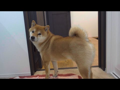 妹の悲鳴で駆けつける柴犬がやさしい。(YouTube)