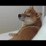 散歩好きの柴犬、まさかの二度寝する瞬間。(YouTube)