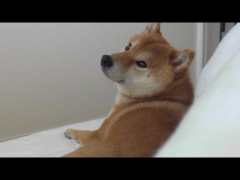 散歩好きの柴犬、まさかの二度寝する瞬間。(YouTube)