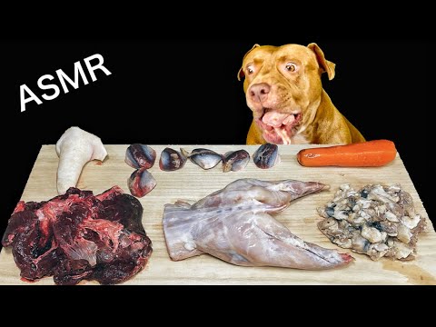 最強にかわいいピットブルが骨つき肉を豪快に噛み砕く咀嚼音【閲覧注意ASMR】(YouTube)