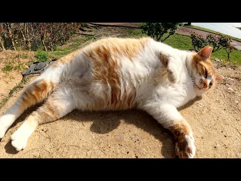 人懐っこい茶シロ猫が「モフってくれ！」とお腹を見せてきた(YouTube)