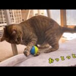 猫ちゃんでもヨロヨロする時だってあるんですゾ♪(YouTube)