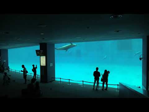 アンダーウォータービュー (名古屋港水族館) 2021年7月23日(YouTube)