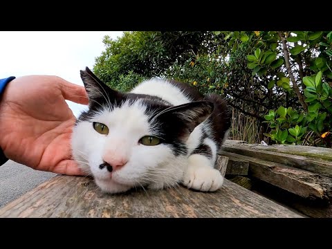 漁港に野良猫が座っていたのでナデナデすると猫は喜んで擦り寄ってきた(YouTube)