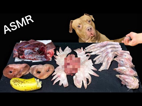 羊の脳は好きなのにバナナが嫌いなピットブルが可愛すぎるw【閲覧注意ASMR】(YouTube)