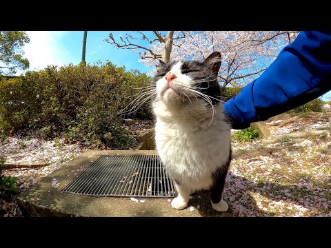 休憩中だったハチワレ猫ちゃん、モフられに出てきた(YouTube)
