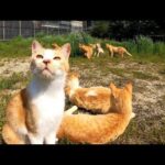 YouTubeの撮影するので島の猫さんは校庭に集まって下さ〜い!ぞくぞくと集まる猫達(YouTube)