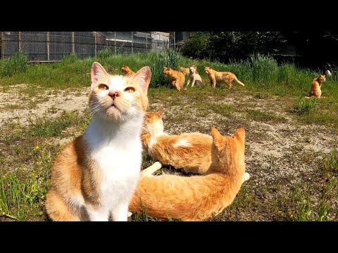YouTubeの撮影するので島の猫さんは校庭に集まって下さ〜い!ぞくぞくと集まる猫達(YouTube)