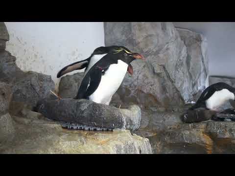 【海遊館】ミナミイワトビペンギンの巣作り②(YouTube)